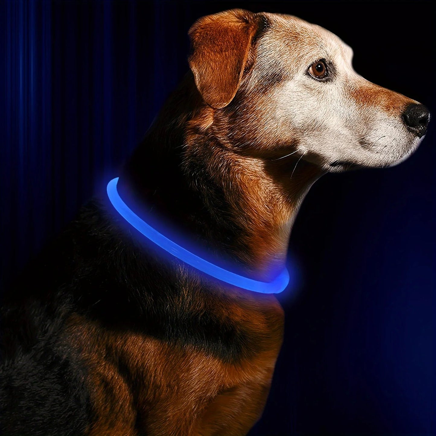 Anti-Lost LED light Dog Collar. - Maison Novaire #